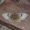 Erebus macrops